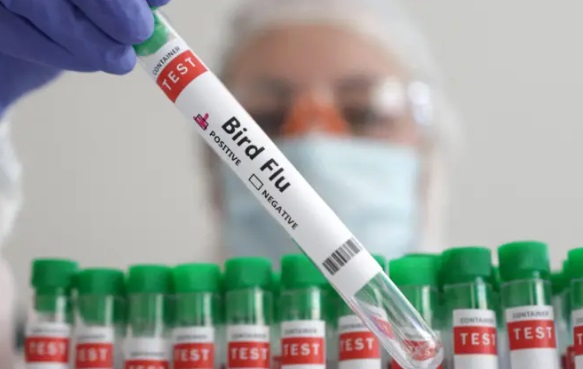 WHO Konfirmasi Korban Meninggal Pertama akibat Flu Burung H5N2