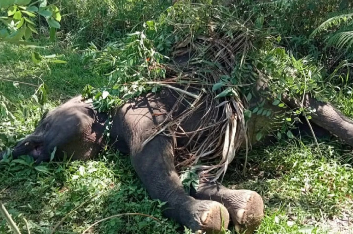 Gajah Sumatera Ditemukan Mati di Aceh, Diduga Tersengat Pagar Listrik