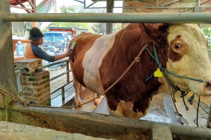 Sapi Jumbo asal Subang Ini Dibeli Jokowi untuk Kurban