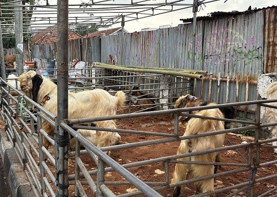 Jelang Iduladha, Juru Sembelih Dapat Pelatihan Halal