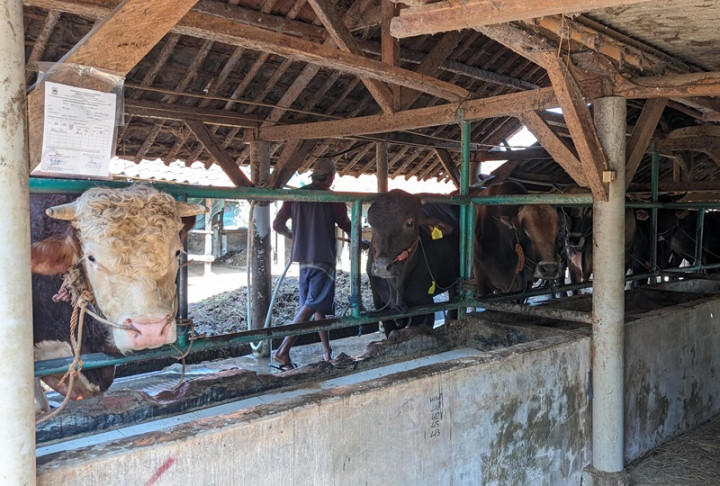 Imbas PMK, Penjualan Sapi Kurban di Cirebon Menurun