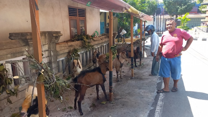 Berita Terpopuler Ekonomi: Simulasi Menabung untuk Kurban Kambing Setiap Tahun