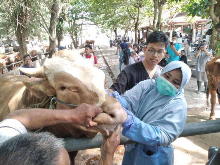 Ternak Terjangkit Penyakit Kulit, DPKH Gunungkidul Perketat Pengawasan