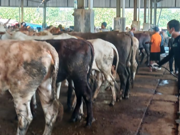 Harga Hewan Kurban di Jepara Mulai Naik