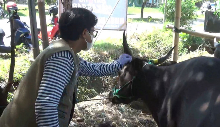 Pemkot Makassar Temukan 192 Hewan Tak Layak Kurban
