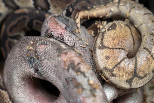 Potret Seribuan Hewan Eksotik Mati Imbas Kebakaran di Pasar Terkenal Bangkok