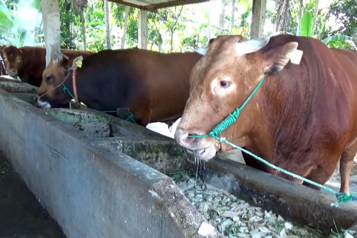 Melihat Sapi Calon Kurban Jokowi Bernama Gemoy dan Tebo