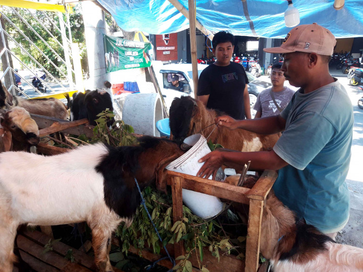 Pedagang Hewan Kurban di Kota Malang Masih Sepi Pembeli