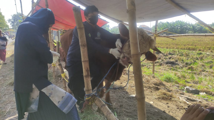 3 Sapi Kurban di Sidoarjo Terpapar PMK