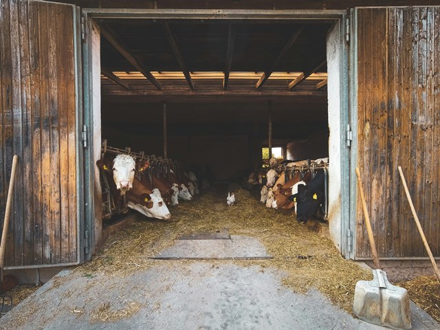 3 Berita Terpopuler Gaya: Flu Burung H5N2 Hingga Penanganan Gerd dan Tukak Lambung