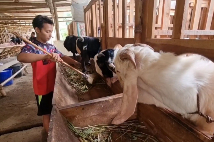 Kandang Kambing Bak Hotel di Kudus, Tawarkan Layanan Full Service