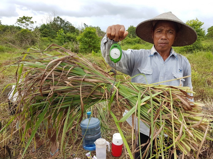 Budi Daya Serai Wangi di Lahan Marginal untuk Kemandirian Masyarakat