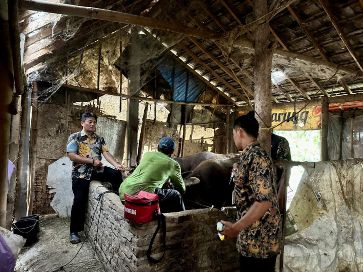 Kesehatan Hewan di Kudus Diperiksa Intensif Jelang Iduladha