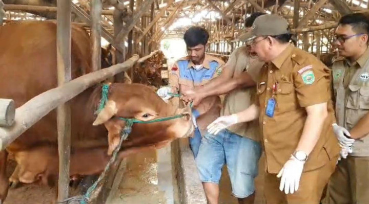 Hewan Ternak di Sumsel Ada yang Dijual Belum Cukup Umur untuk Kurban