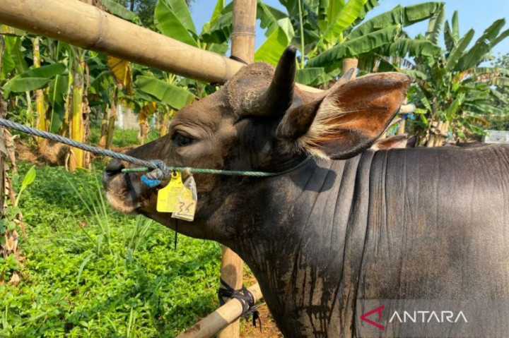 Cegah Penyakit dan Bau, Panitia Kurban Diminta Pisahkan Limbah Jeroan
