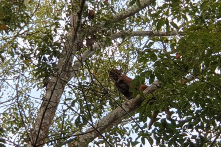 Harimau Sumatra Muncul di PTPN 7 Pesawaran Lampung