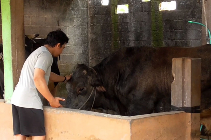 Jelang Iduladha, Bengkel Sapi Ini Kebanjiran Pasien