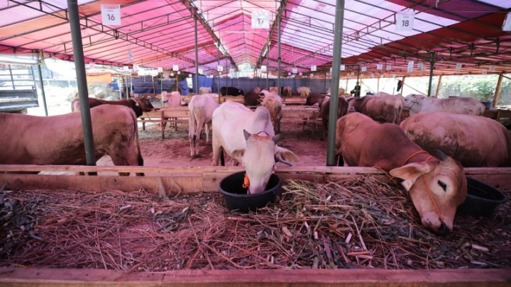 Hewan Kurban Sehat dan Layak di Jabar Bisa Diidentifikasi Lewat Barcode