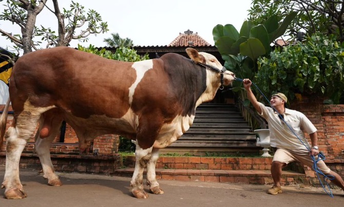 Jelang Iduladha, Irfan Hakim Siapkan 4 Sapi Jumbo untuk Kurban