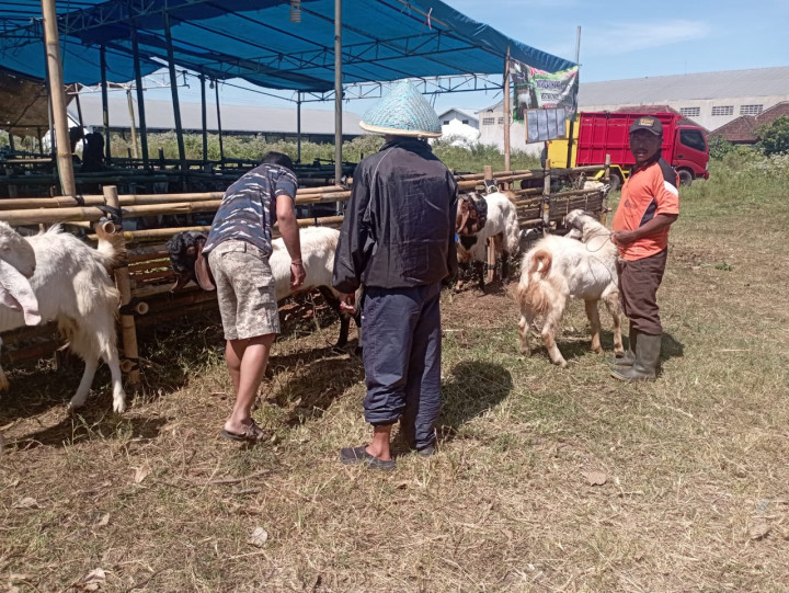 Penjual Hewan Kurban di Kabupaten Malang Keluhkan Sepinya Pembeli