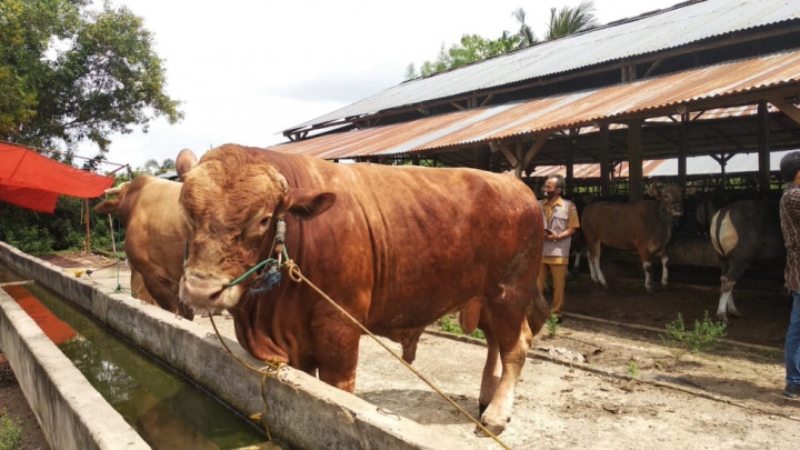 Pejabat di Jakarta Banyak Beli Sapi Limousin