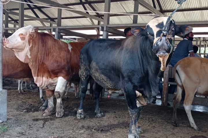 52.032 Ekor Ternak Disiapkan untuk Tradisi Meugang Iduladha di Aceh