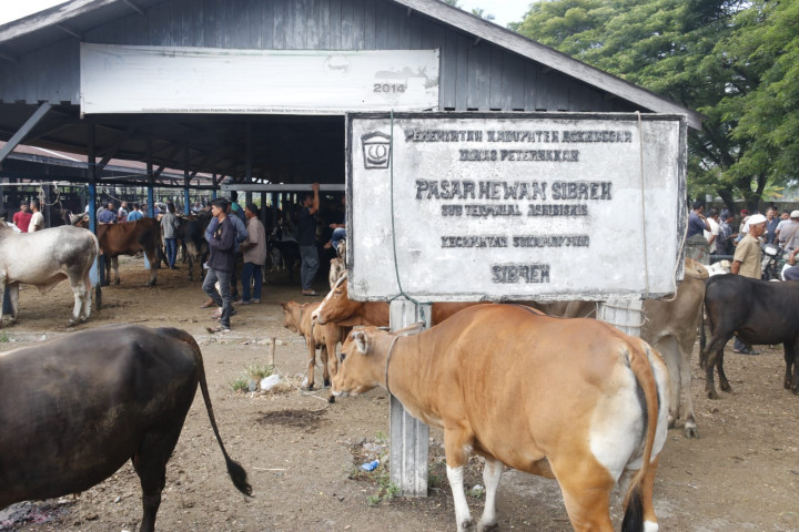 Tradisi Meugang Iduladha, Aceh Siapkan 52 Ribu Ekor Hewan Ternak