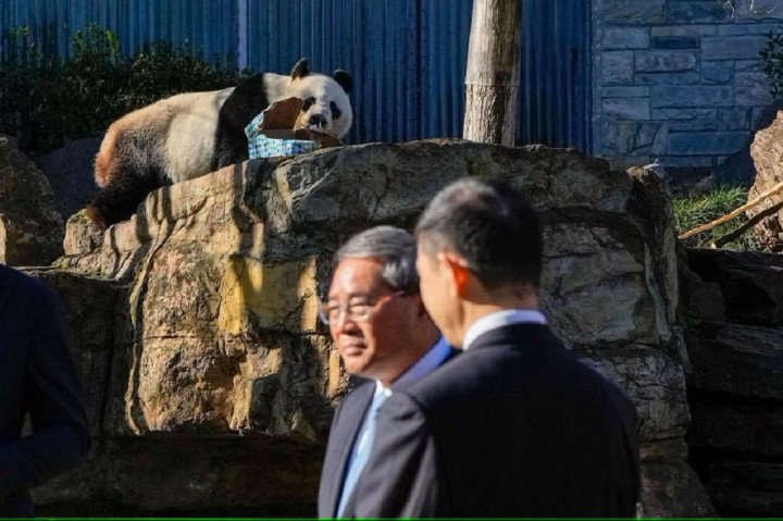 Kunjungi Kebun Binatang Australia, PM Tiongkok Janjikan Lebih Banyak Panda