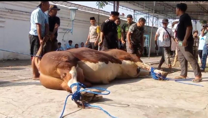 Presiden Jokowi Kurban 7 Sapi di Solo, Salah Satunya di Masjid Agung