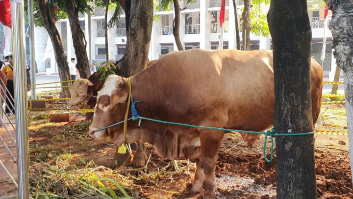 Masjid Istiqlal Tidak Mendistribusikan Daging Hewan Kurban Langsung ke Masyarakat