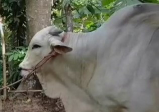 Sapi Kurban Presiden Jokowi Dibagikan ke Ratusan KK di Kulon Progo