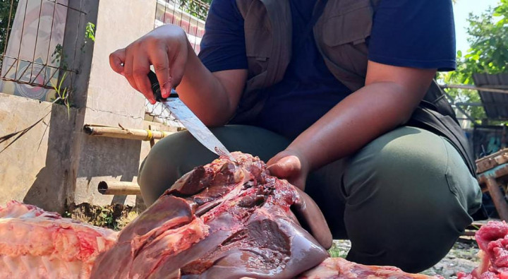 DKPP Jepara Temukan Cacing Hati hingga Peradangan Paru pada Hewan Kurban