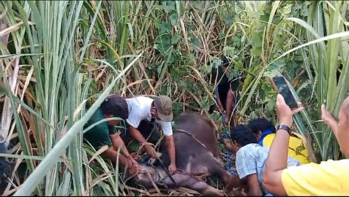 Kabur Saat Akan Disembelih, Kerbau Kurban di Jepara Terpaksa Ditembak