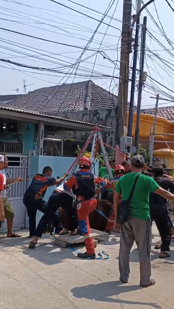 <i>Nyebur</i> ke Kali Hingga Masuk Dapur Warga, Ini Sejumlah Insiden Pemotongan Hewan Kurban di Priok