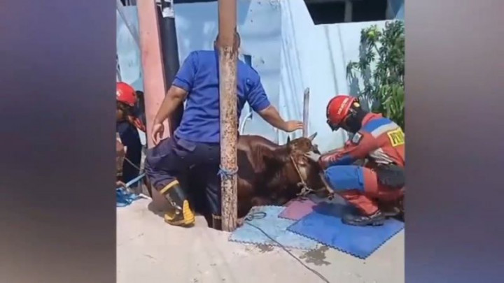 Seekor Sapi Masuk ke Saluran Air, Evakuasi Dibantu Petugas Damkar