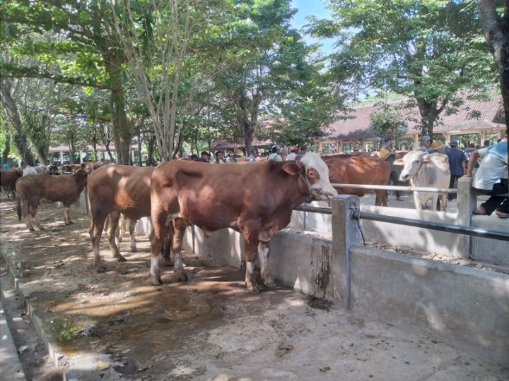 300 Ribu Hewan Kurban Dipotong di Jabar