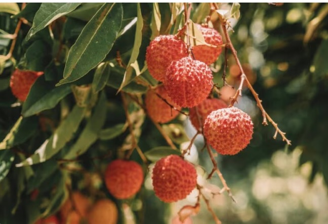 5 Khasiat Leci, Cocok Dikonsumsi saat Cuaca Panas!