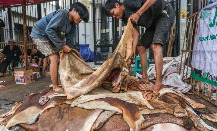 Berkah Pengepul Kulit Hewan Kurban saat Iduladha
