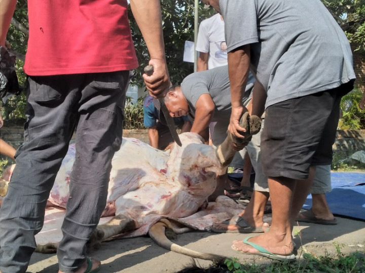 Jumlah Hewan Kurban Dipotong pada Iduladha di Bantul Capai 20.783 Ekor