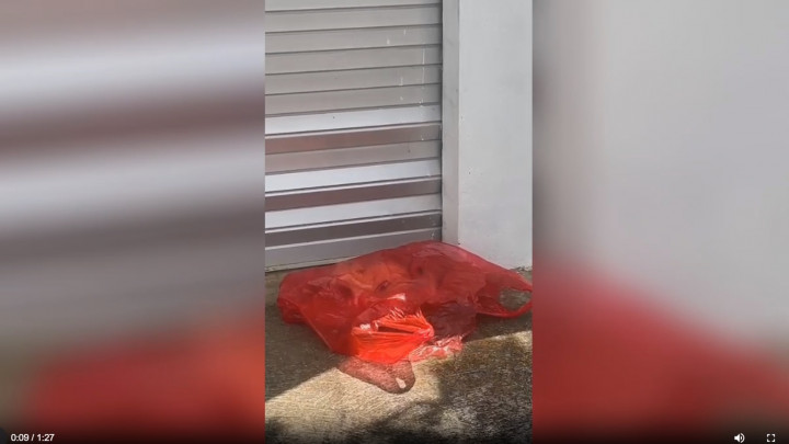 Dikira Daging Kurban, Sosok Bayi Perempuan Ditemukan Dalam Kantong Plastik di Sumenep