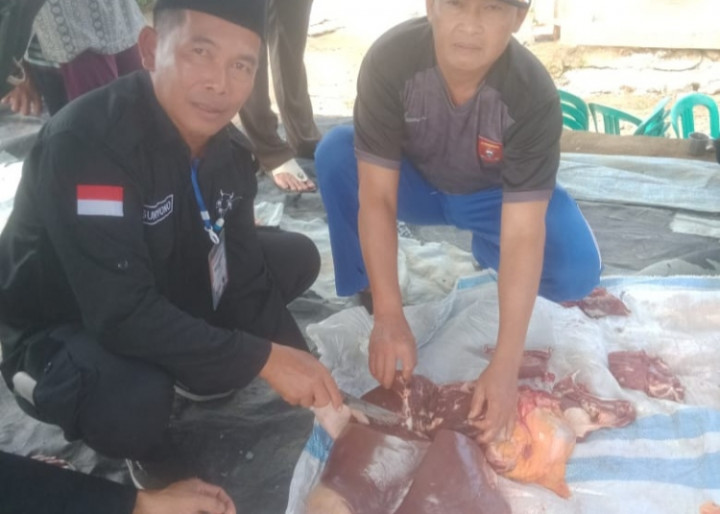 3 Sapi Kurban di Lampung Barat Mengandung Cacing Hati