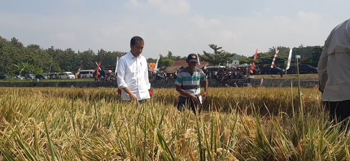 Presiden Target Produksi Padi di Jateng Bertambah 1,3 Juta Ton dengan Bantuan Pompanisasi