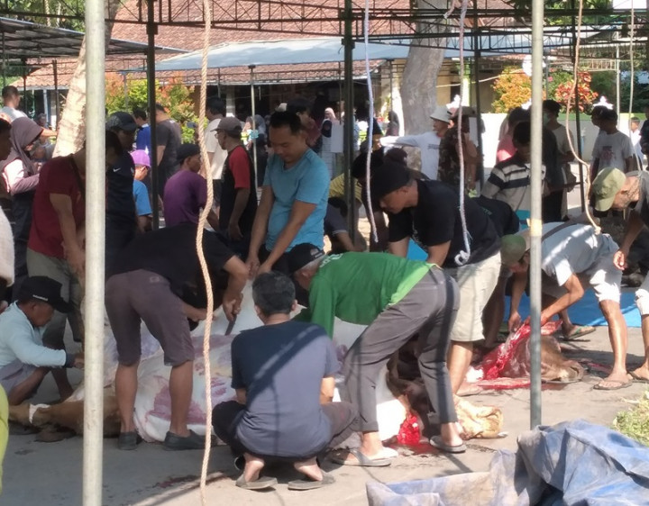 Kasus Cacing Hati pada Hewan Kurban Iduladha 2024 di Sleman Diklaim Turun