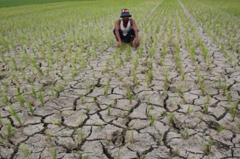 Ini Langkah Kementan Antisipasi Musim Kemarau Panjang