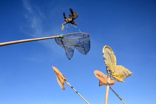 Melihat Upacara Yadnya Kasada di Gunung Bromo