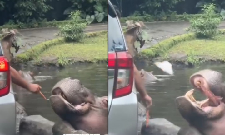 Viral Pengunjung Beri Makan Kuda Nil Sampah Plastik, TSI Buka Suara