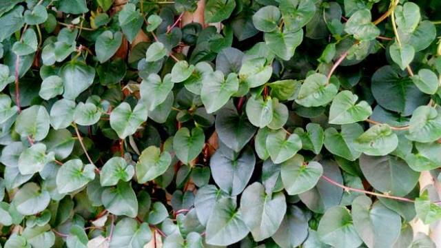Daun Binahong, (Foto: Dok. Klikhijau.com)