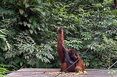 Melihat Orangutan dari Jarak Dekat di Semenggoh