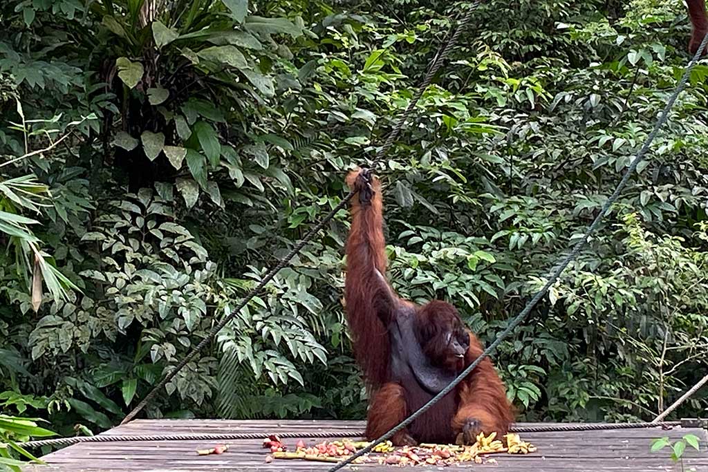 Orangutan di Semenggoh Wildlife Center (Foto: Medcom/Shindu)