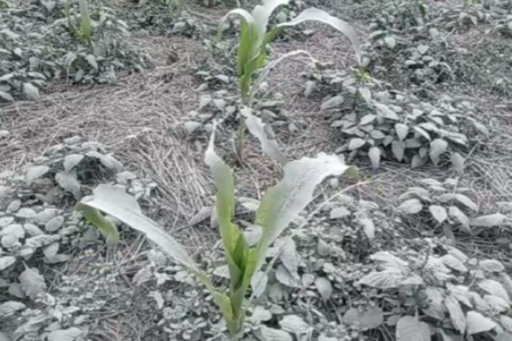 Dampak Erupsi Gunung Lewotobi, Petani Sikka Gagal Panen
